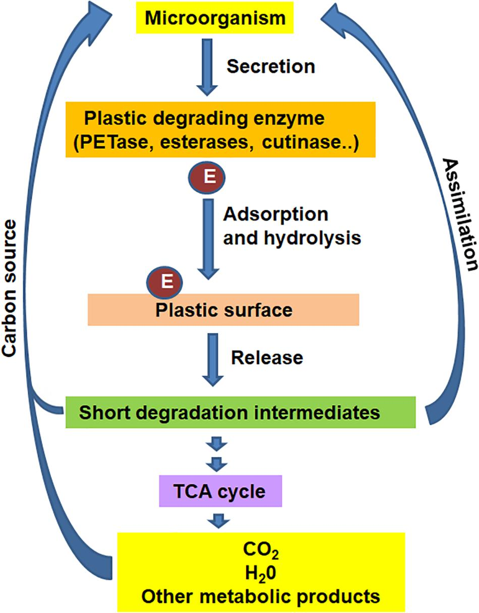 Plastic-Degrading Microbes